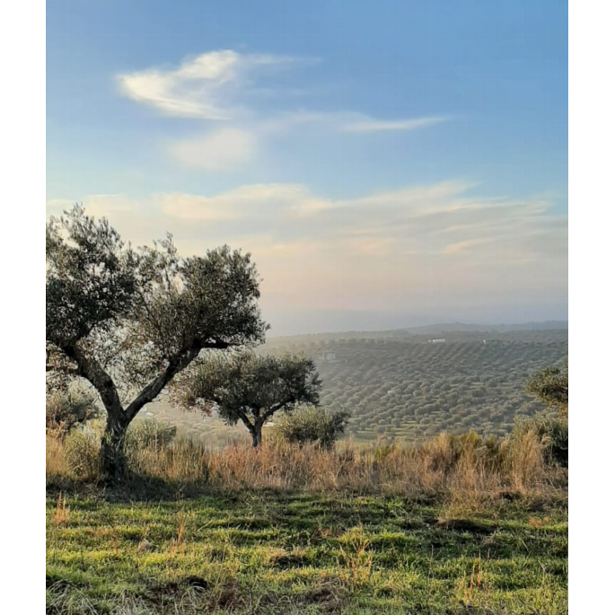 Bio extra szűz olívaolaj-Casa de Valbom-Sol Deli