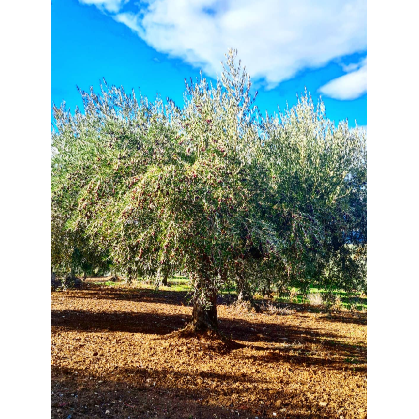 Bio extra szűz olívaolaj, 500 ml-Seiras-Sol Deli