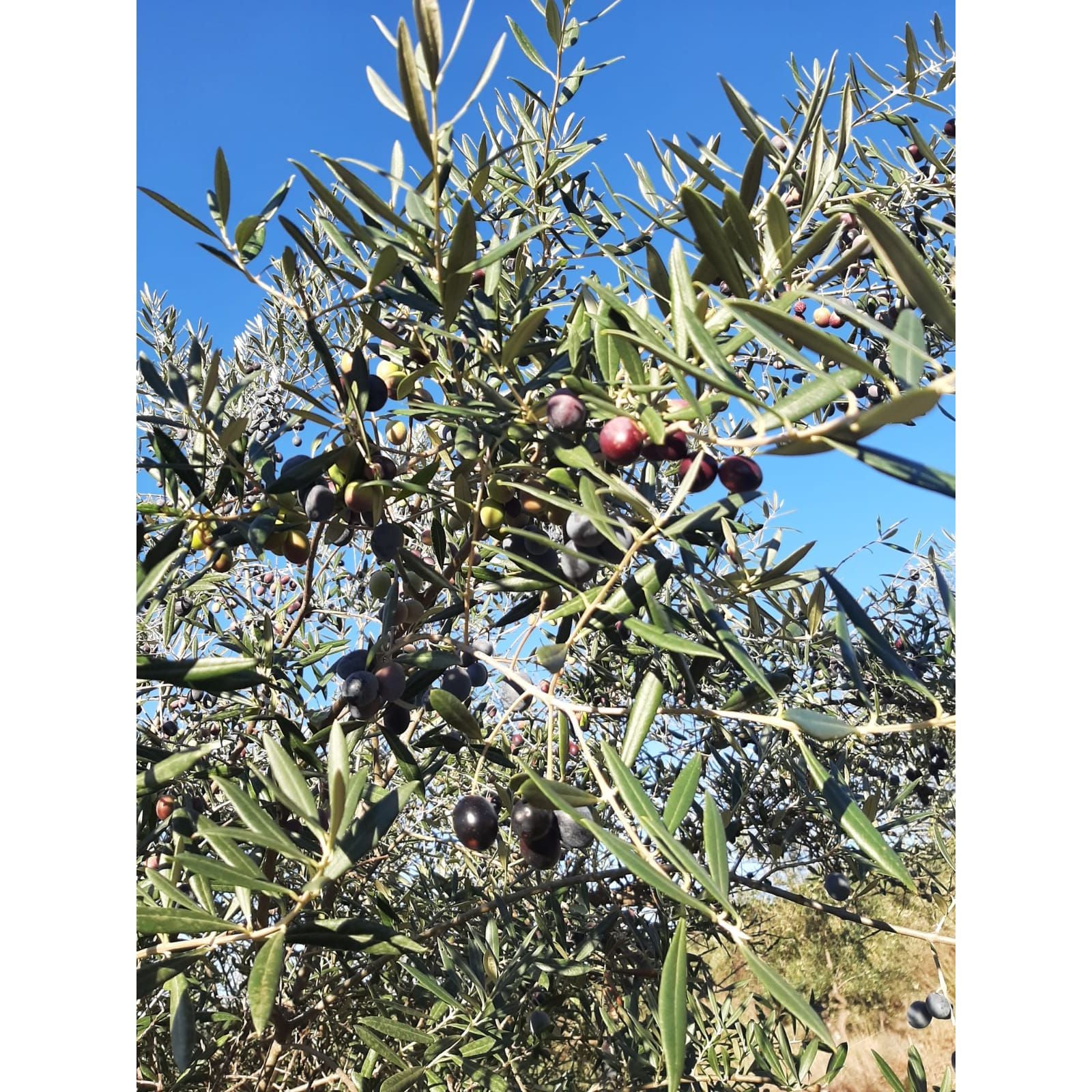 Bio roppantott olajbogyók, Casa de Valbom, 750 g-Casa de Valbom-Sol Deli