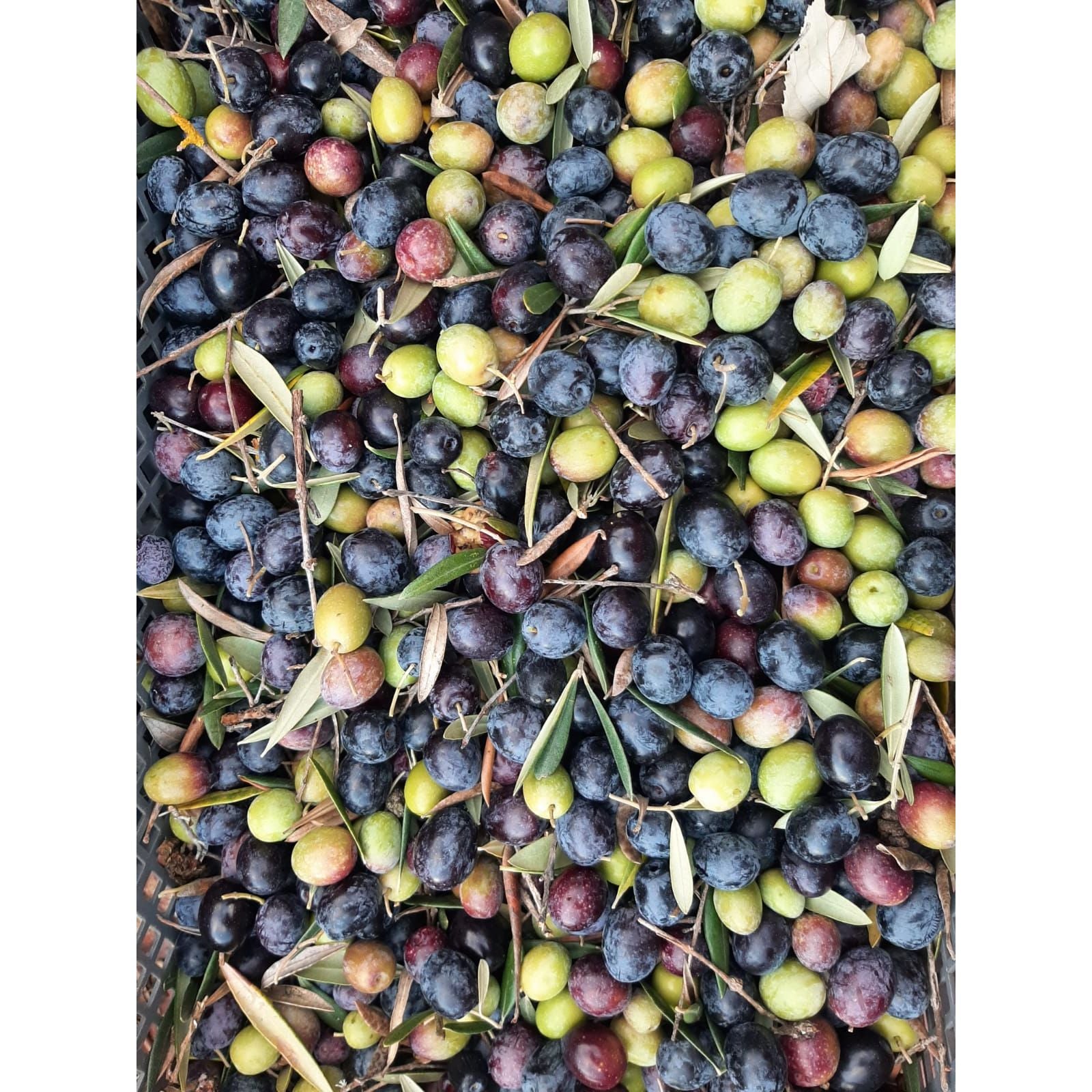 Bio roppantott olajbogyók, Casa de Valbom, 750 g-Casa de Valbom-Sol Deli