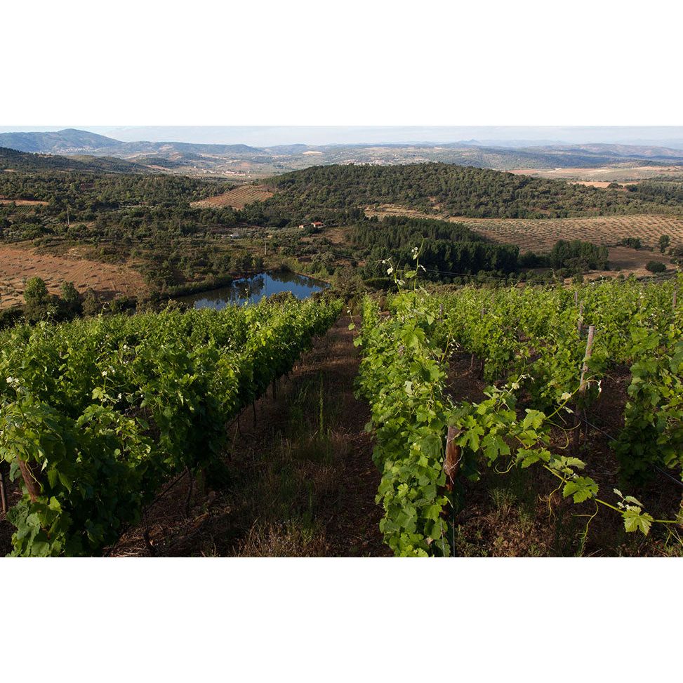 Bio szőlőlé, Casa de Valbom, 500 ml-Casa de Valbom-Sol Deli