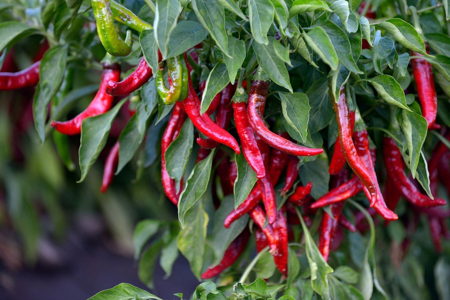 El Sequero spanyol füstölt paprika