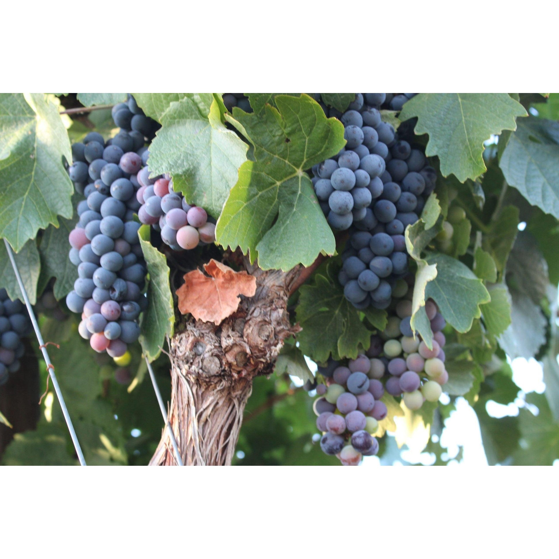 Encostas de Serpa rozé 2022-Vinhos de Serpa-Sol Deli