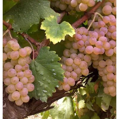 Estreia Vinho Verde 2024-Estreia-Sol Deli