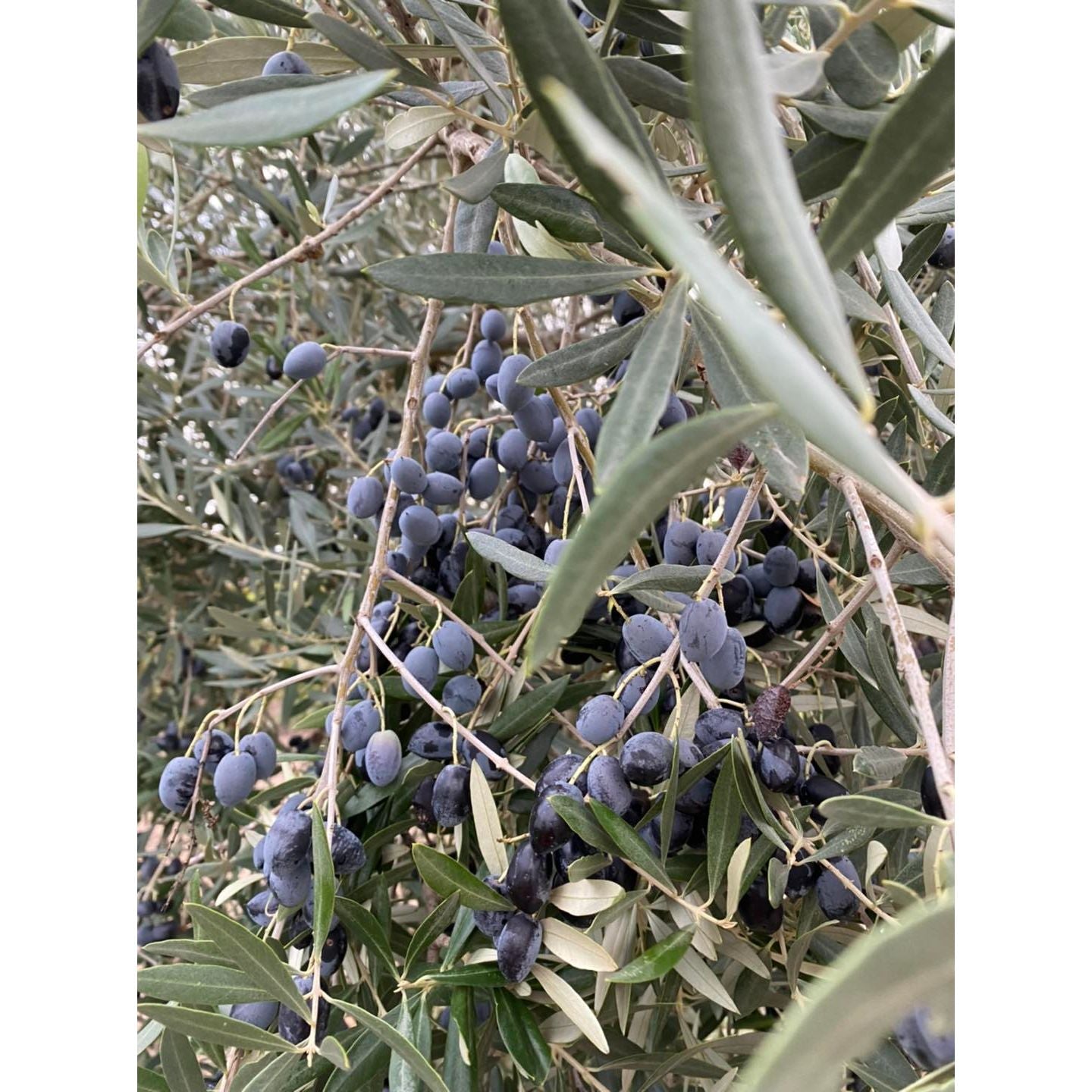 Extra szűz olívaolaj, Monte da Colónia-Monte da Colónia-Sol Deli