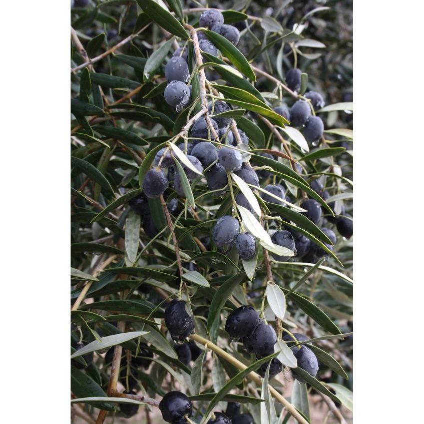 Fekete Galega Olajbogyók, Campos Santos, 360 g-Campos Santos-Sol Deli