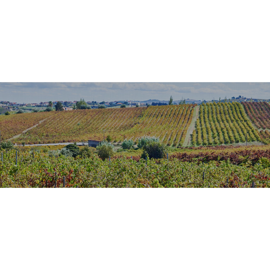 Labrugeira Fructus Rosé 2022-Labrugeira-Sol Deli