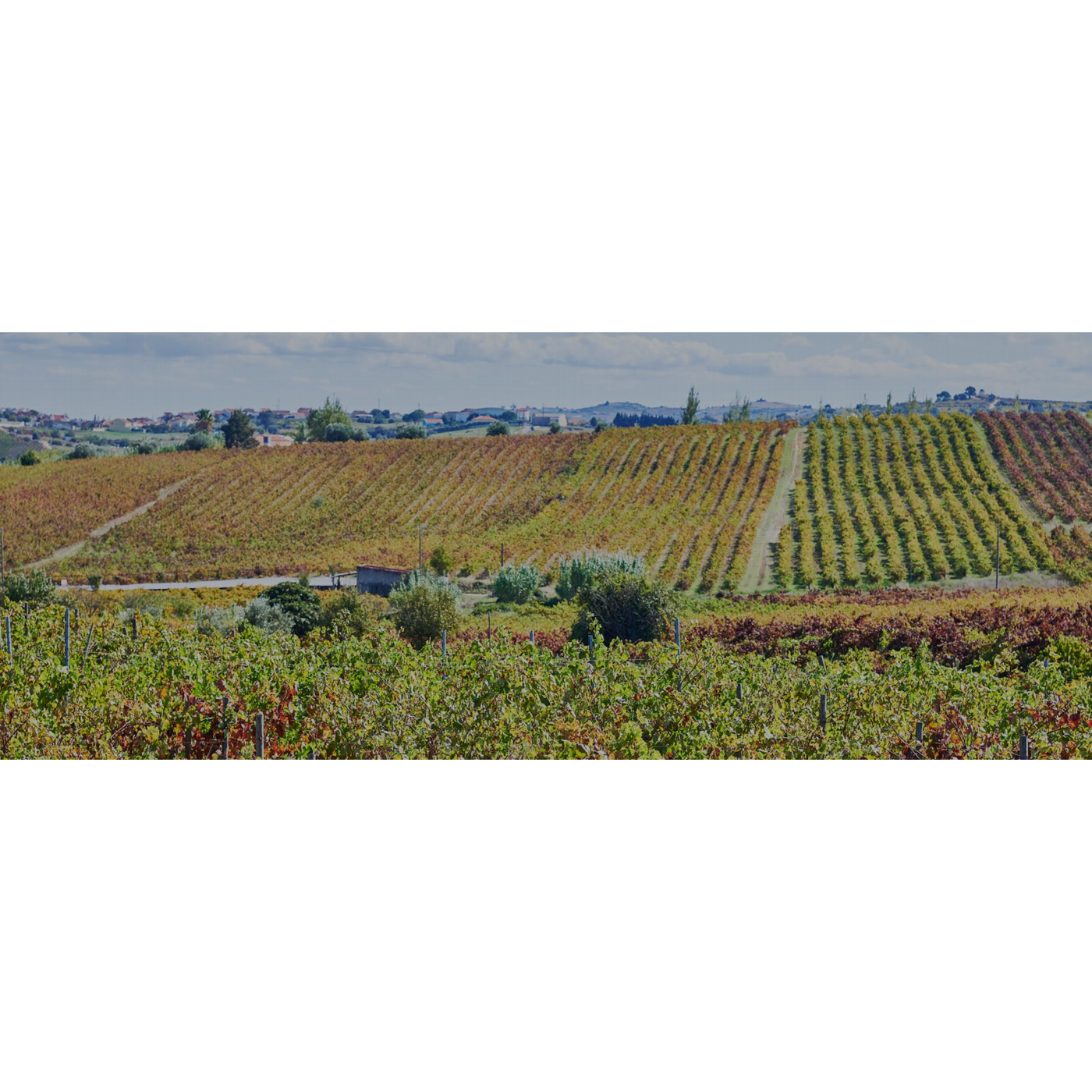 Labrugeira Velharia Reserva Tinto 2017-Labrugeira-Sol Deli