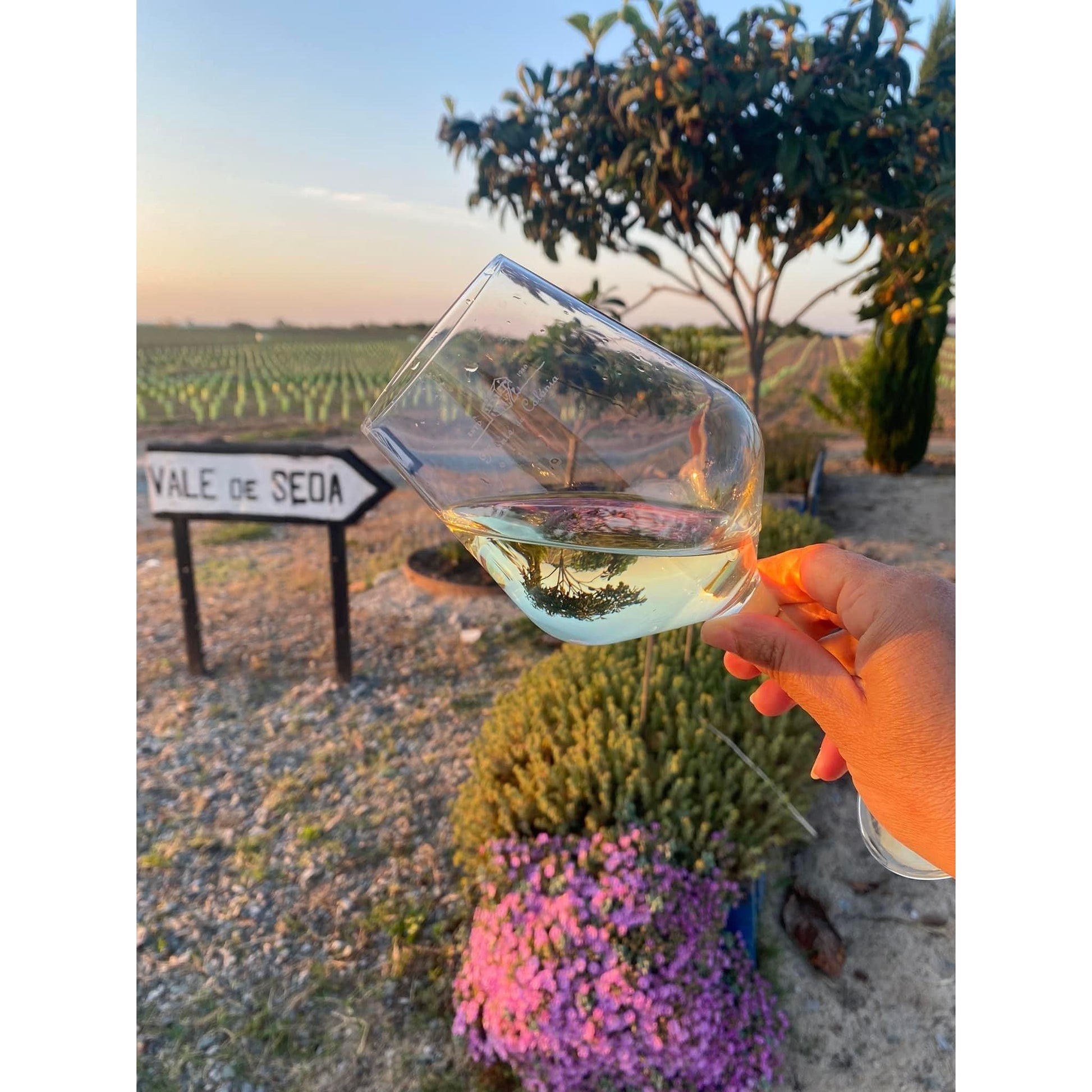 Monte da Colónia Colheita Selecionada Branco 2023-Monte da Colónia-Sol Deli