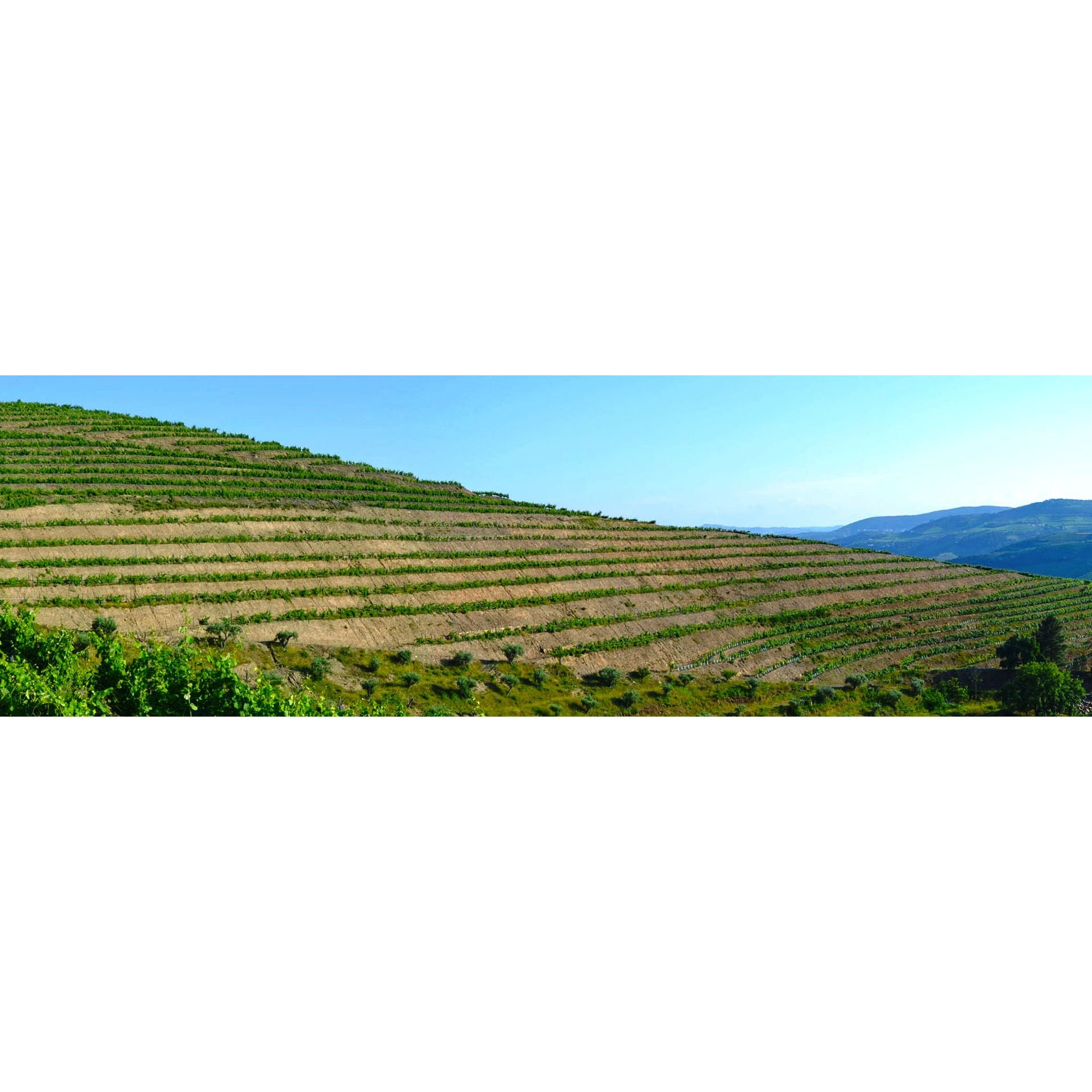 Moscatel Colheita 2011 díszdobozban - Quinta do Portal-Quinta do Portal-Sol Deli