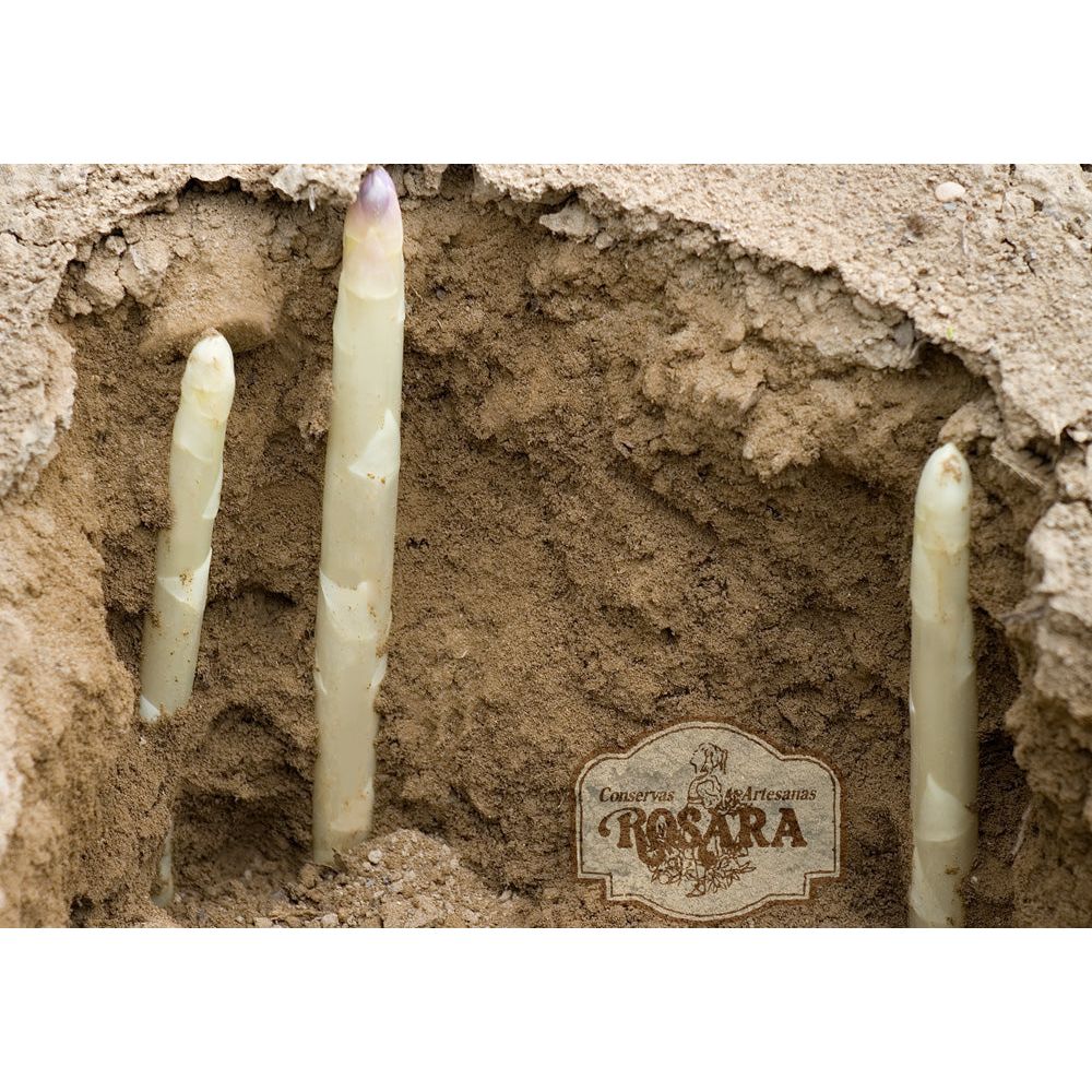 Navarrai spárga, D.O.P, Rosara, 580 ml-Conservas Artesanas Rosara-Sol Deli