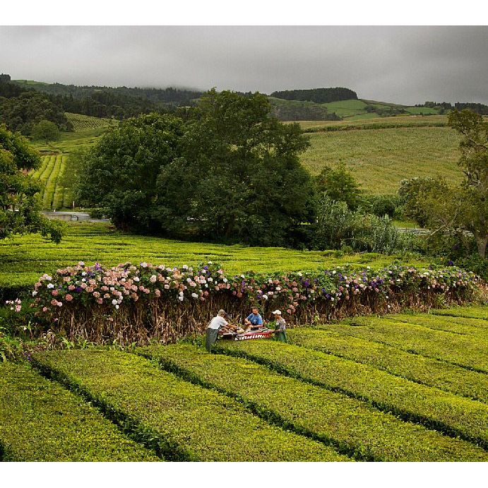 Organikus fekete tea "Orange Pekoe". Gorreana, 100 g-Gorreana-Sol Deli