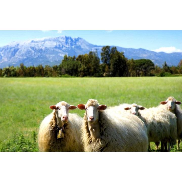 Pecorino Calcagno juhsajt, Agriexport Sardegna-Agriexport Sardegna-Sol Deli