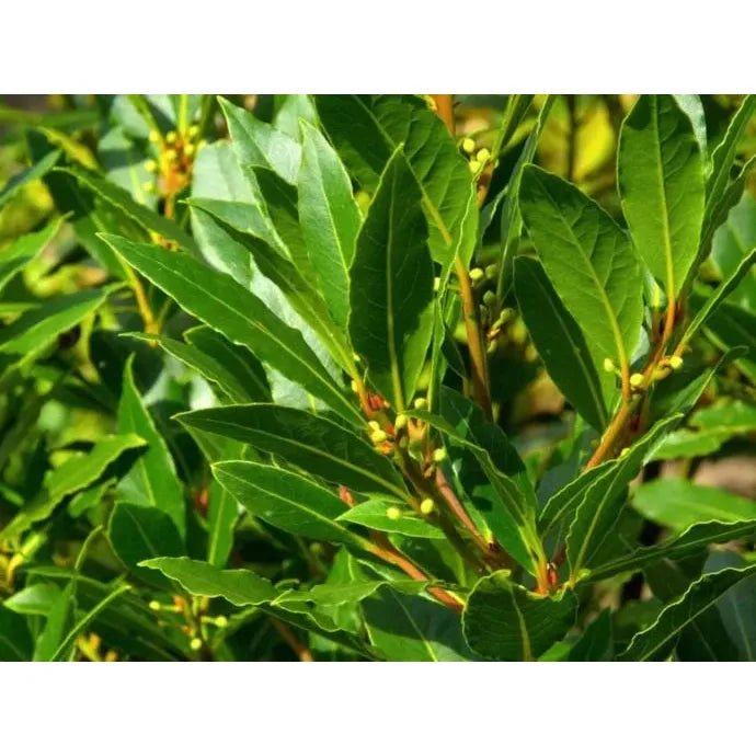 Szárított babérlevél ágak, 40 g-Campos Santos-Sol Deli