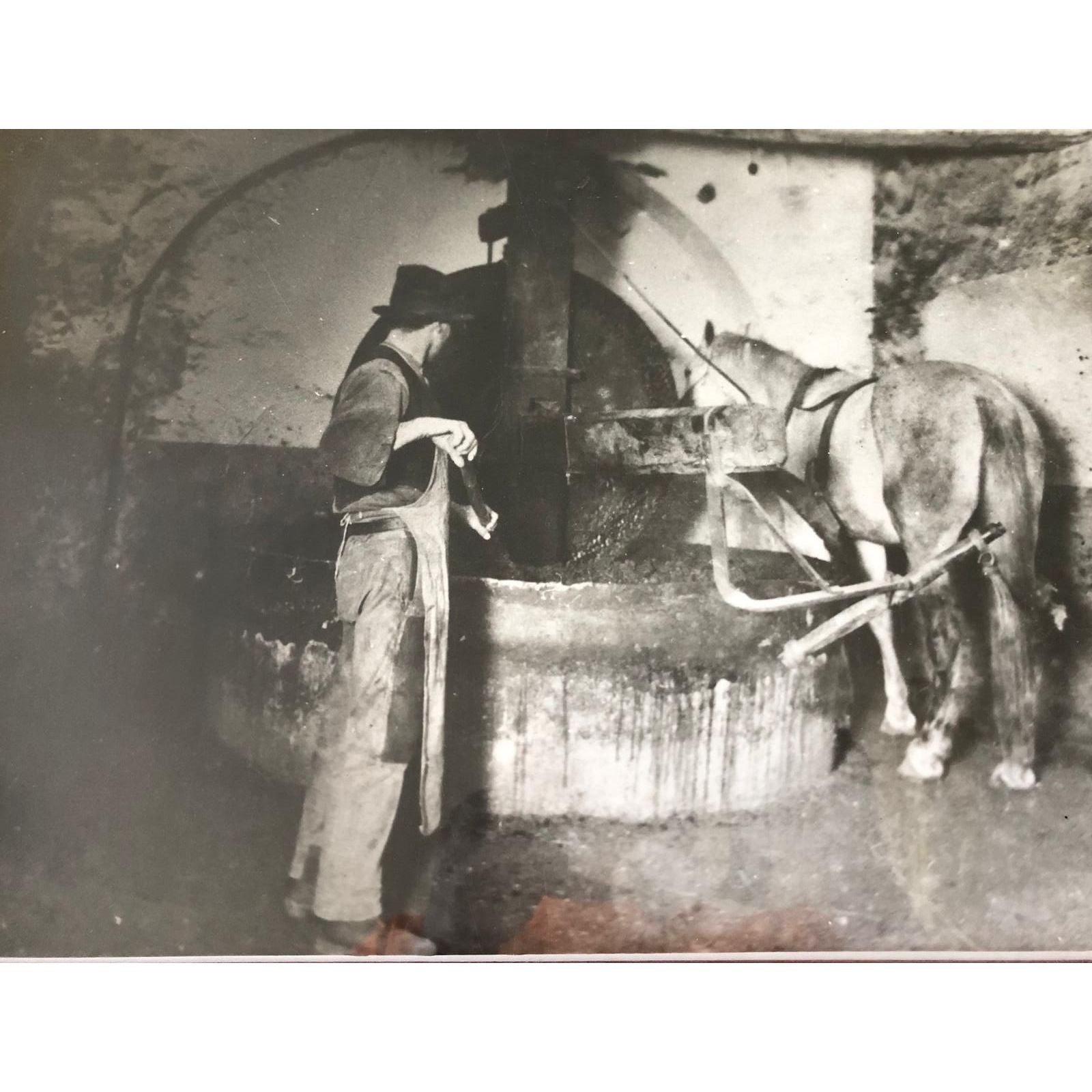 Szűretlen extra szűz olívaolaj, Oliottaviani-Oliottaviani-Sol Deli