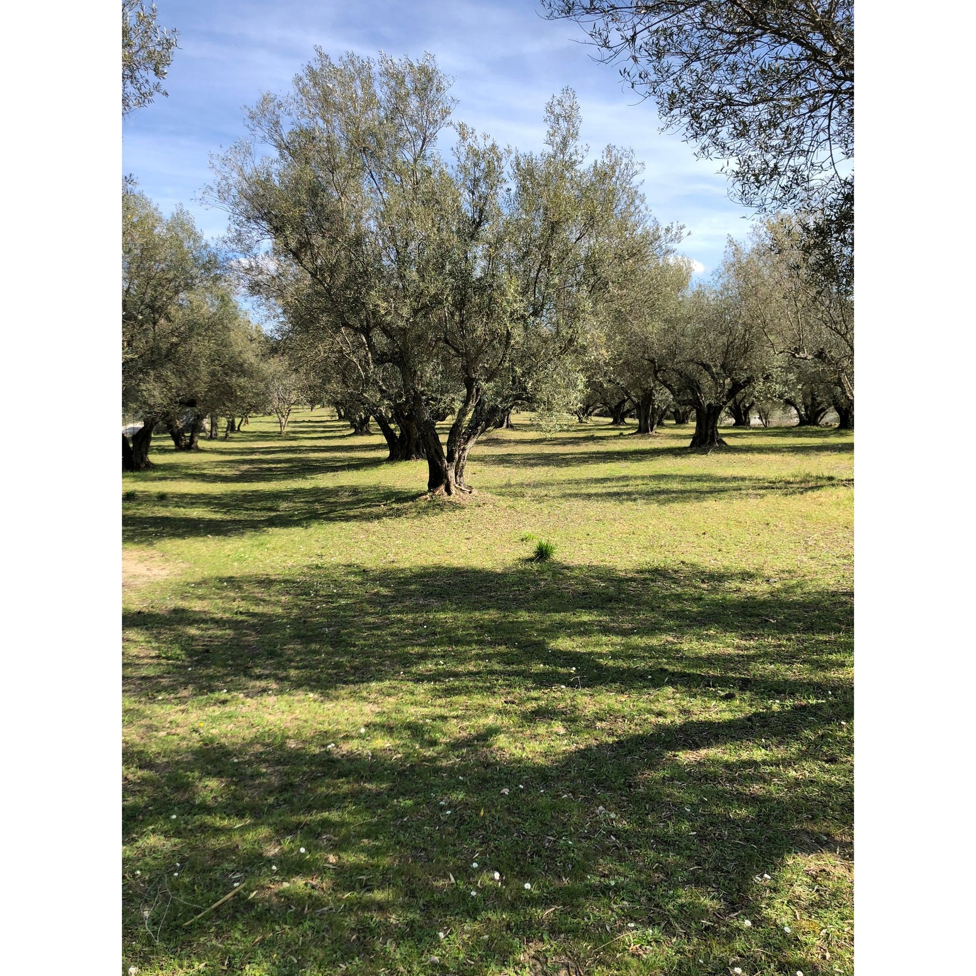 Szűretlen extra szűz olívaolaj, Oliottaviani-Oliottaviani-Sol Deli