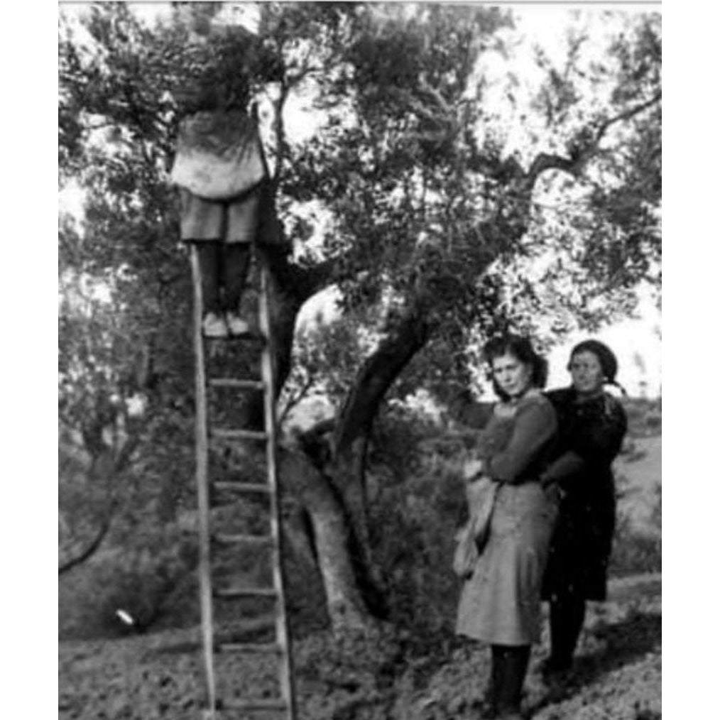 Szűretlen extra szűz olívaolaj, Oliottaviani-Oliottaviani-Sol Deli