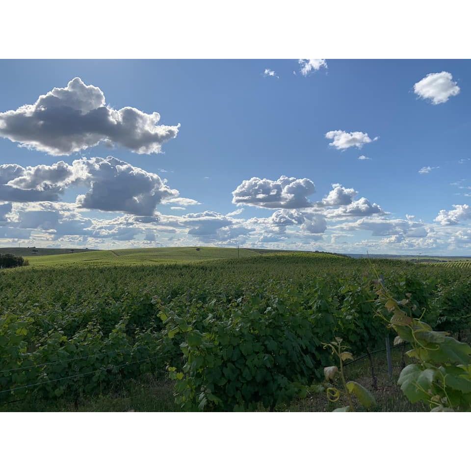 Terras de Serpa Tinto 2022-Vinhos de Serpa-Sol Deli