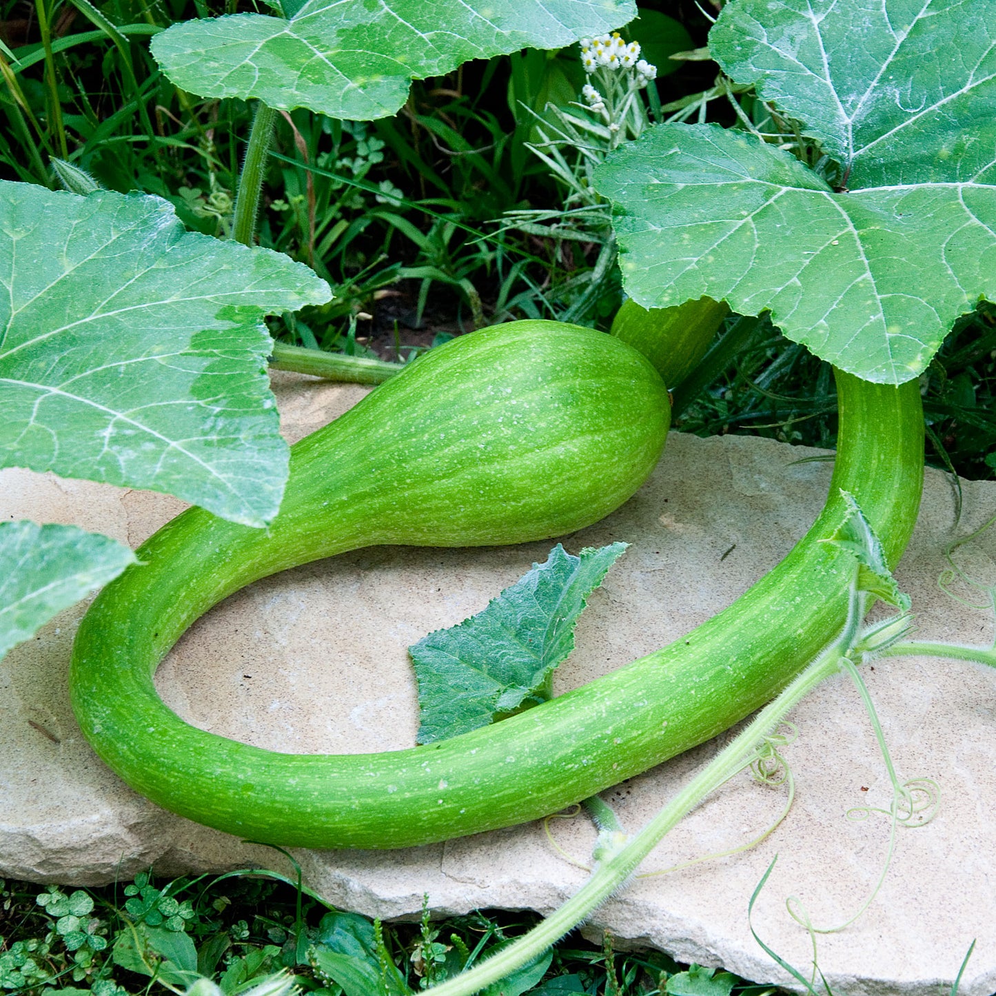 Trombette cukkíni extra szűz olívaolajban, 190 g