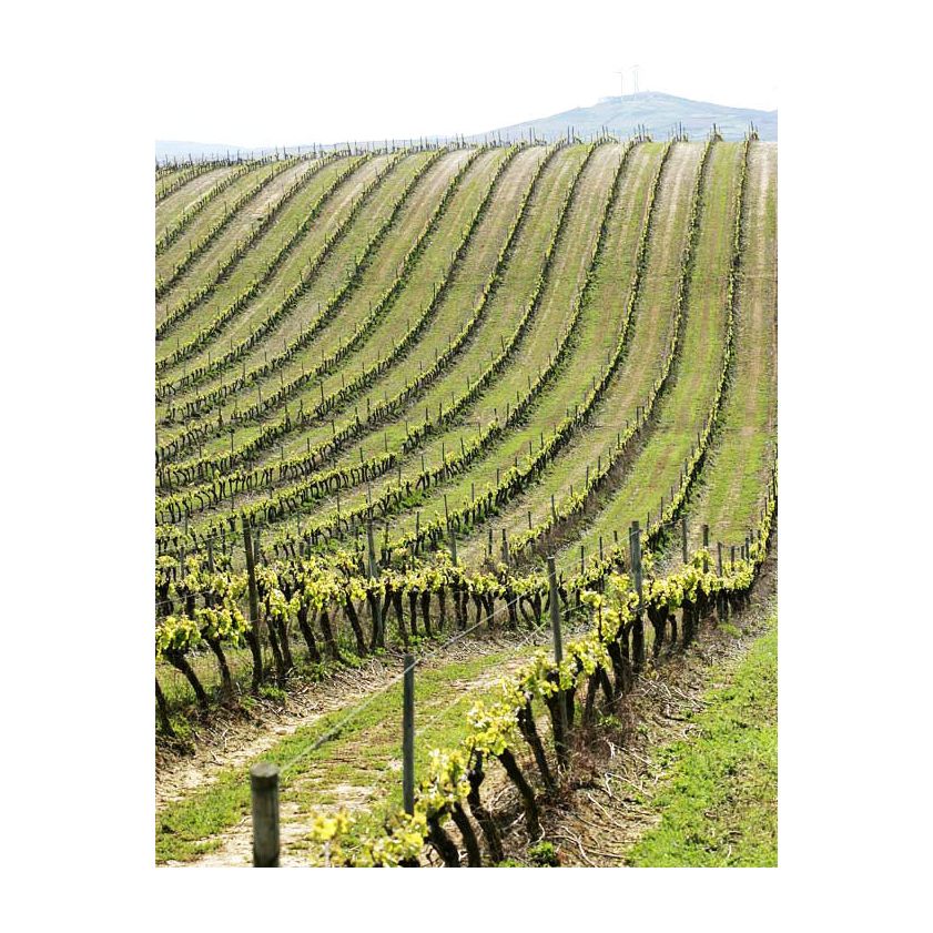 Vinhas do Lasso rozé 2020, Quinta do Pinto-Quinta do Pinto-Sol Deli