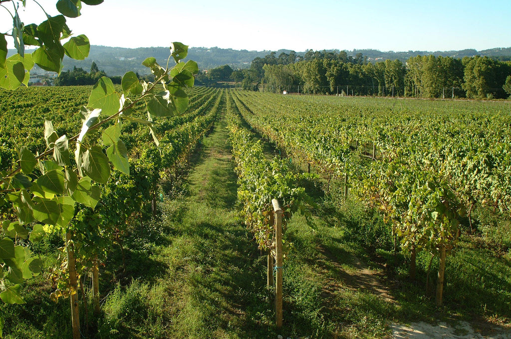 Vinho Verde - The Wine And The Region