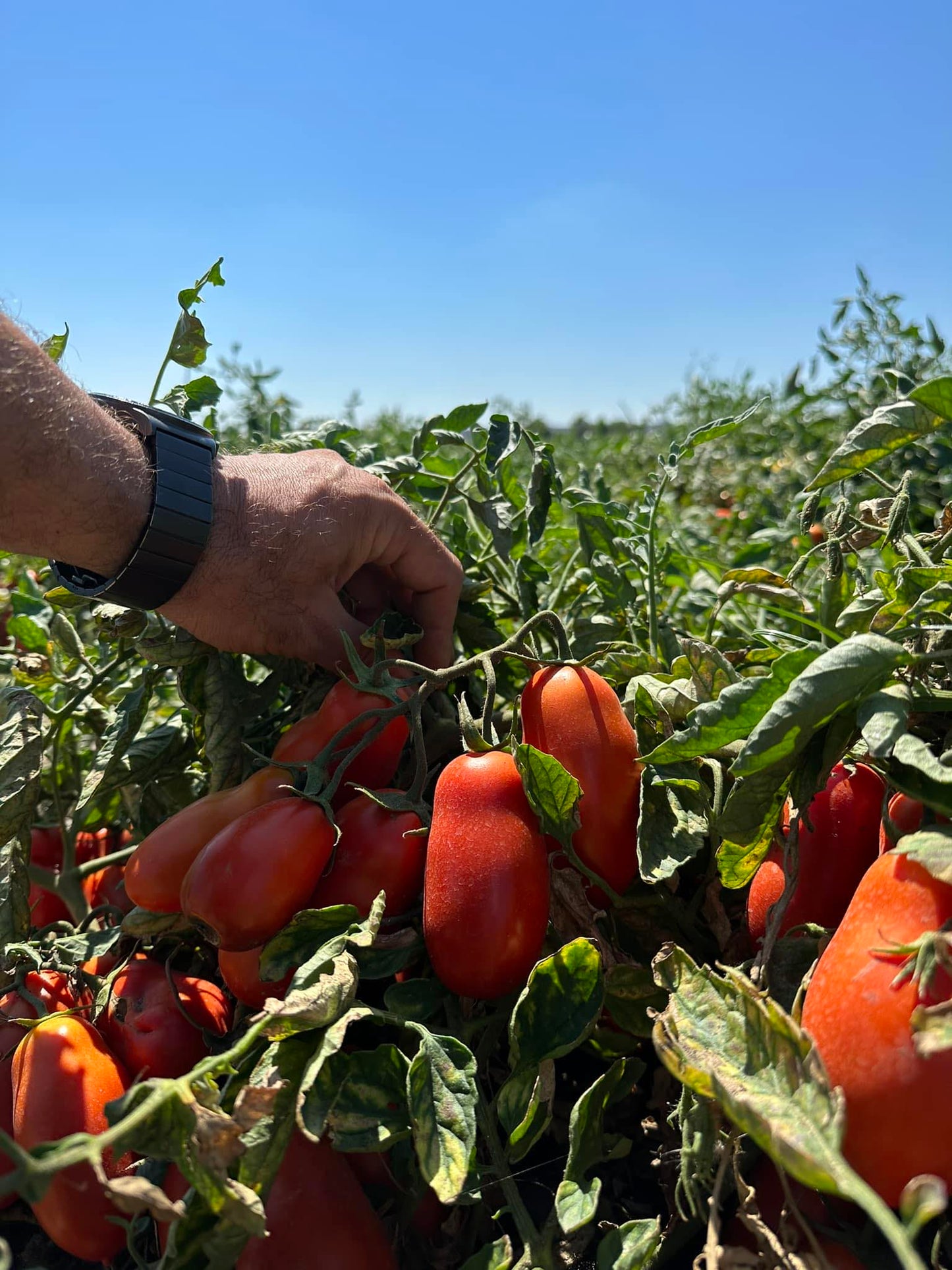 San Marzano paradicsom, D.O.P Campania, 400 g
