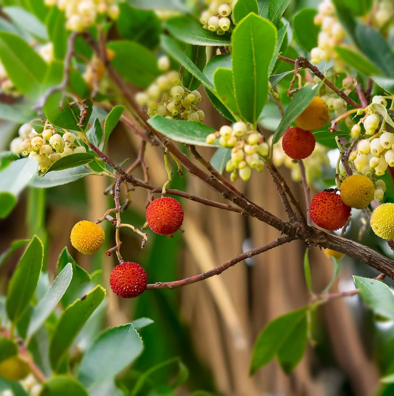 Kefalóniai szamócafa (arbutus) méz, 400 g