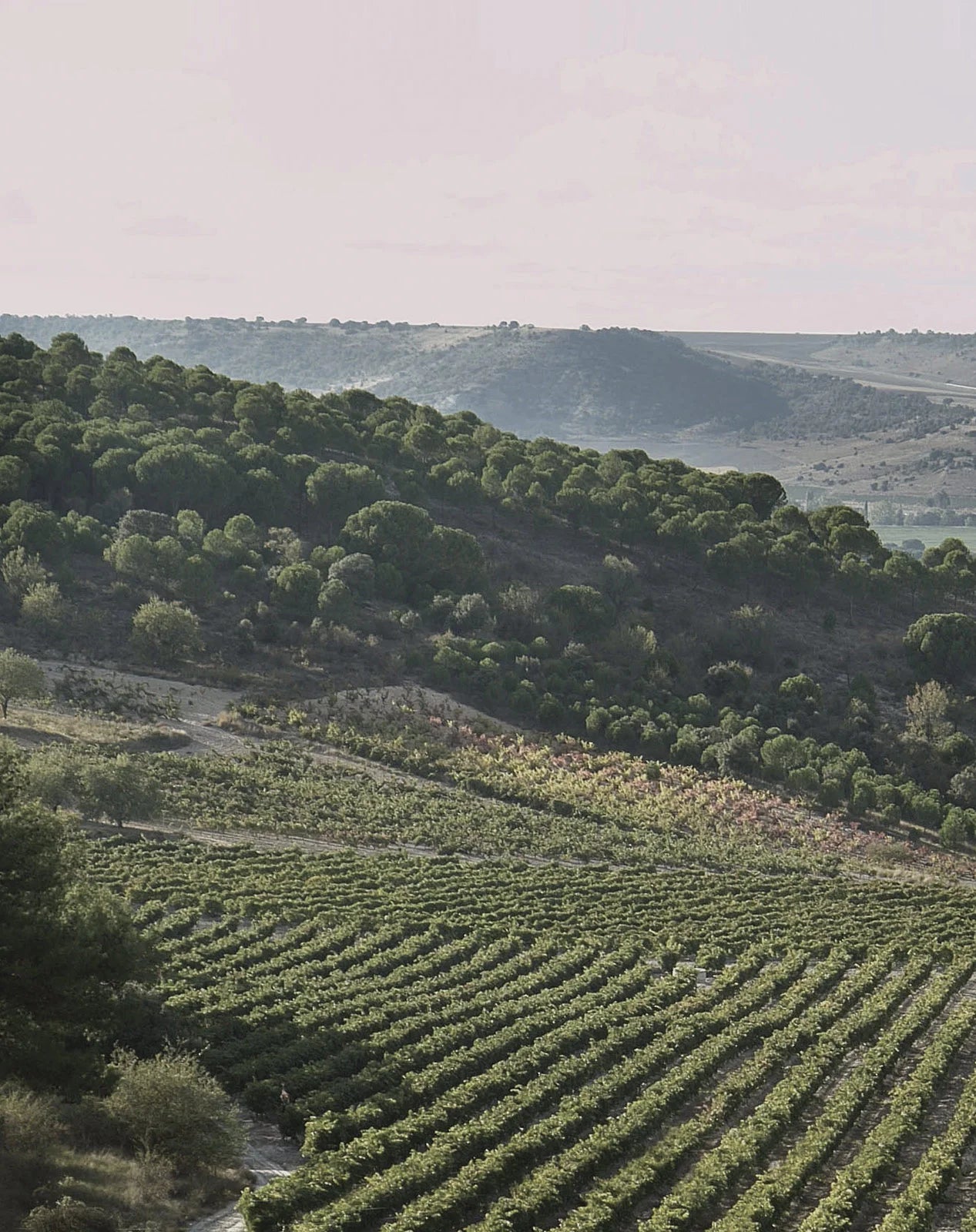 Arzuaga Navarro La Planta vörös, 2023