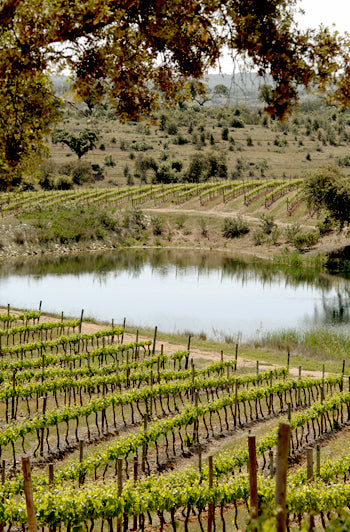 Segredos de São Miguel, vörös, 2023