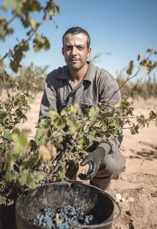 Bodega Las Virtudes Esencia del Mediterráneo, fehér, 2025