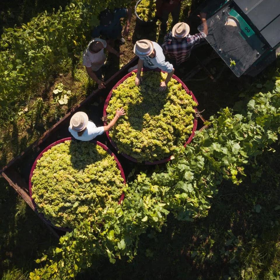 Estreia Vinho Verde 2024-Estreia-Sol Deli