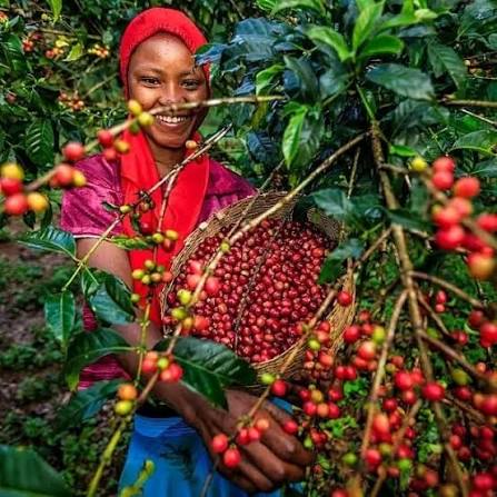 Ethiopia Aricha Wubanchi, szemes kávé, 250 g