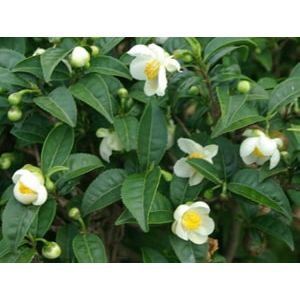 Organikus fekete tea "Broken Leaf", Gorreana, 100 g