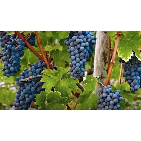 Preso Nero d'Avola DOC 2021, Famiglia Migliore - Sol Deli