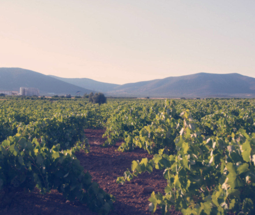 Ojos Del Guadiana Chardonnay Roble fehér, 2024