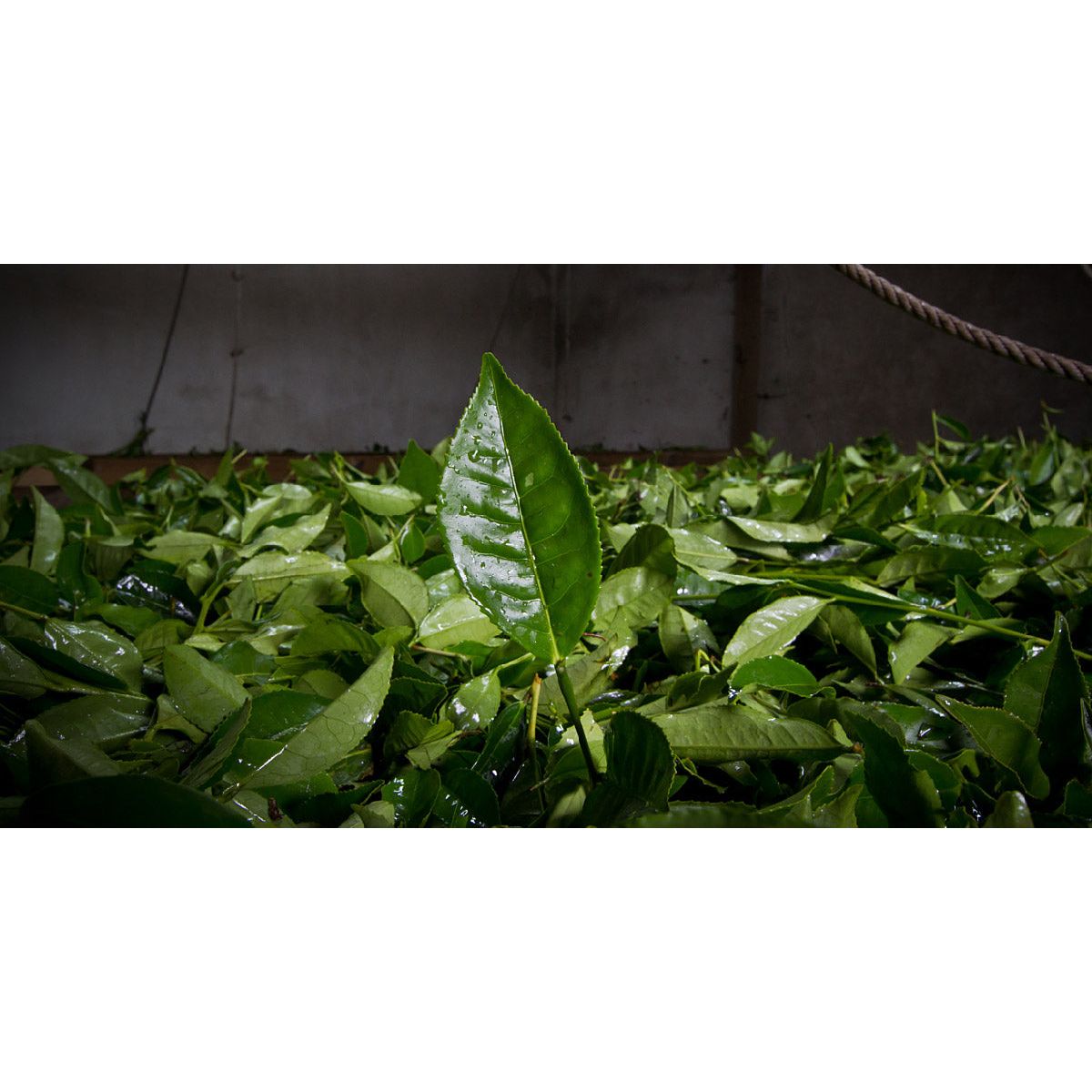 Organikus zöld tea citromverbénával, Gorreana, 80 g-Gorreana-Sol Deli