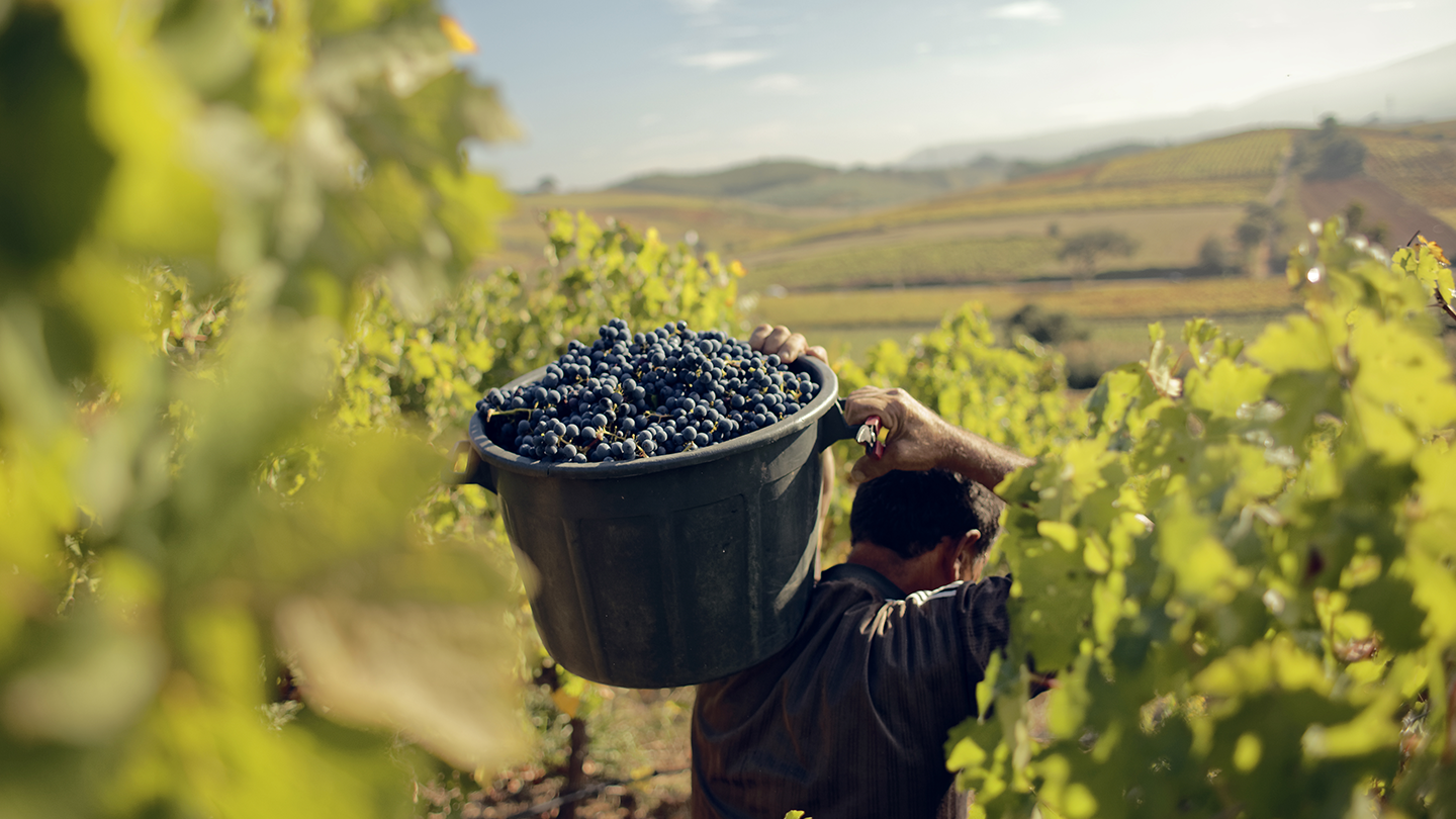 Alfacinha Lisboa IGP,  fehér, 2024