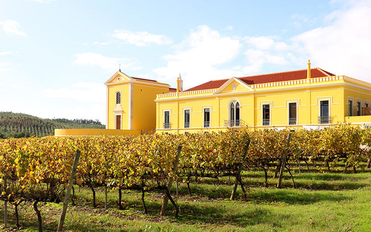 Alfacinha Lisboa IGP,  fehér, 2024