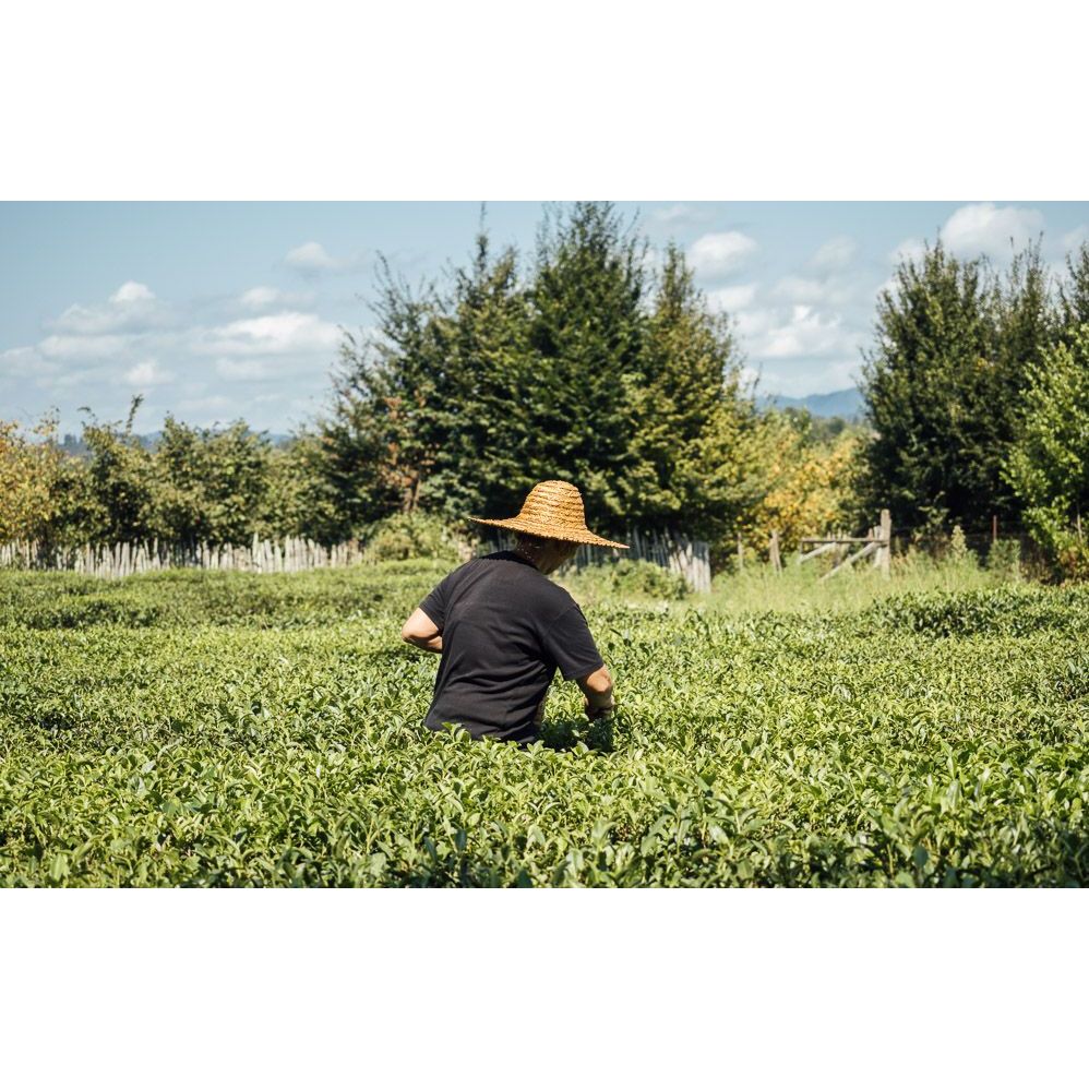 Organikus fekete tea, Teni Tea
