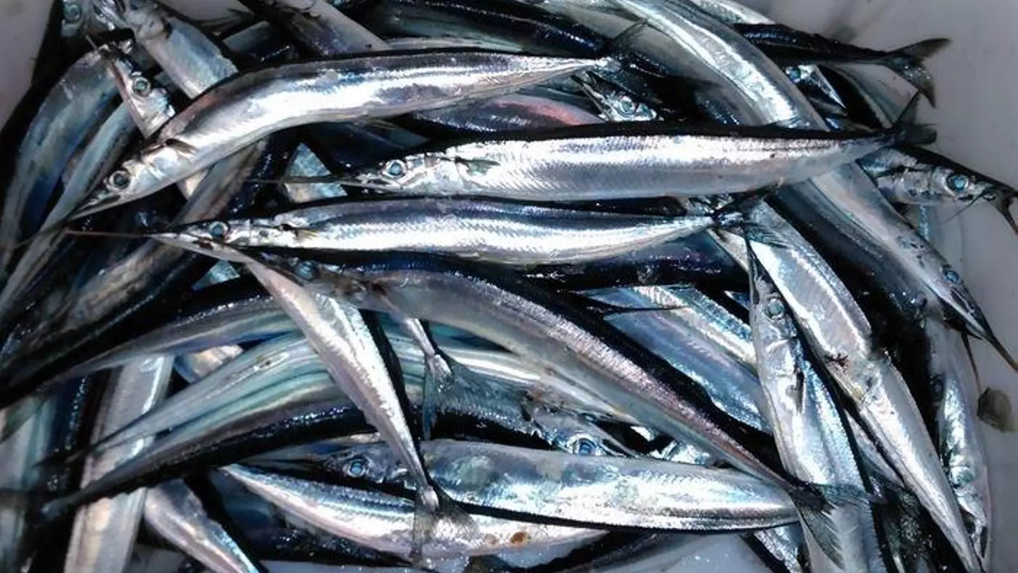Tűhal (agujas) bio extra szűz olívaolajban, 110g