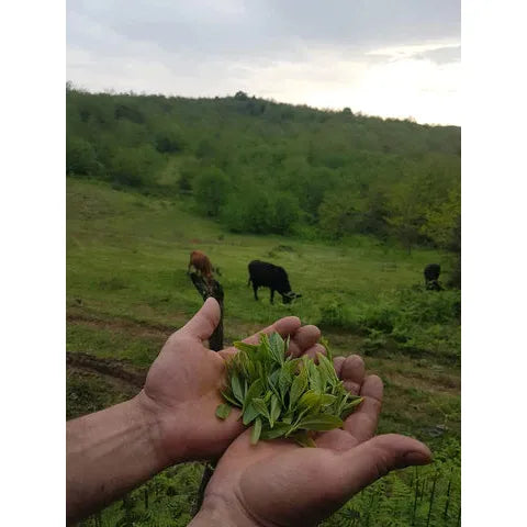 Vad áfonyalevél-tea, Teni Tea-Teni Tea-Sol Deli
