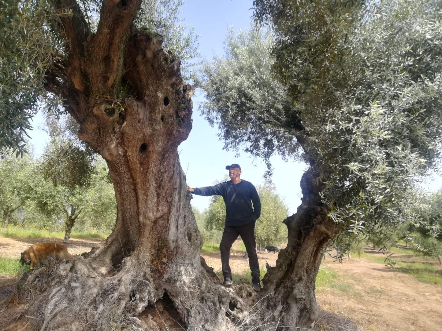 Gourmet extra szűz olívaolaj, 500 ml