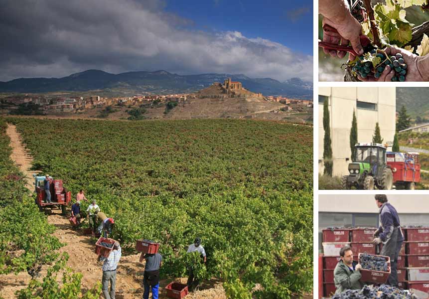 Viña del Encino, Rioja DOC, vörös, 2024